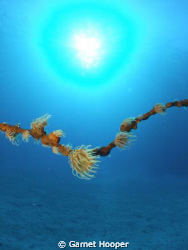 Anemones on a lone whip coral in a sand desert. This imag... by Garnet Hooper 